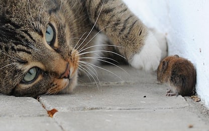 Secondo uno studio, gatti e topi non sono acerrimi nemici 
