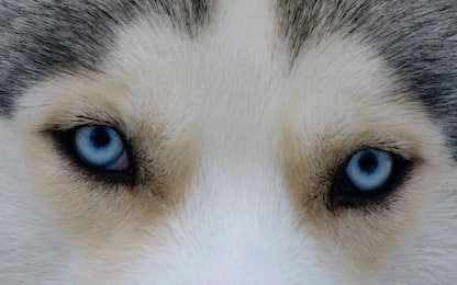 Siberian Husky, il segreto degli occhi azzurri è nel Dna