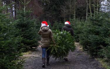 Napoli, tre ragazzi rubano un albero di Natale: denunciati
