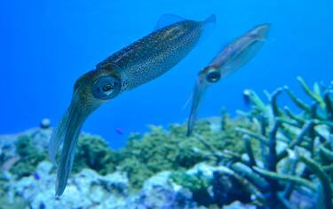 Scoperta nei calamari la possibile alternativa ecologica alla plastica