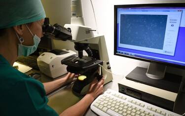Gli spermatozoi più vecchi del mondo: attivi dopo mezzo secolo