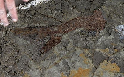 L’ultimo pasto da record di un ittiosauro: una preda lunga 4 metri