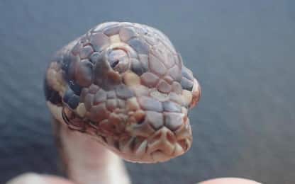 Australia, scoperto serpente con 3 occhi