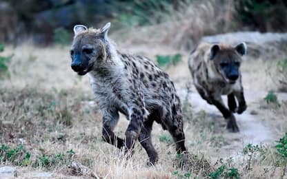 Le iene abitavano l’Artico: la conferma da due denti fossili