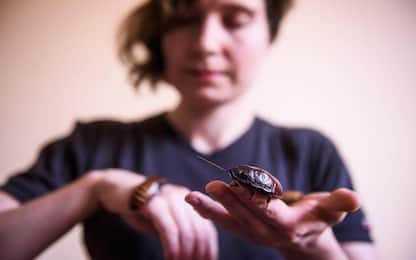 Eliminare gli scarafaggi sarà sempre più difficile: lo dice uno studio
