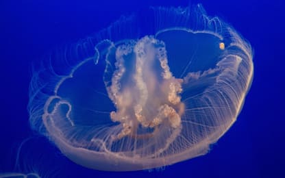 Rischio meduse: ecco come nascono e si riproducono