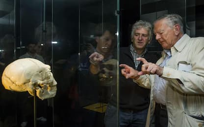 Il cranio dell’antenato di Lucy riscrive la storia evolutiva dell’uomo