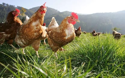 Carne di pollo, è un enzima a renderla troppo dura o gommosa