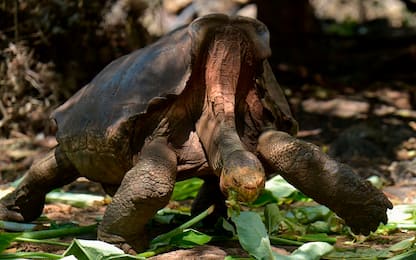 Galapagos, la tartaruga gigante che ha salvato la sua specie. VIDEO