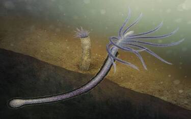 Identificato il primo animale che si è evoluto perdendo parti inutili