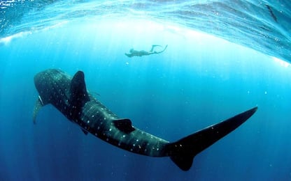 Squali balena, la loro età stabilità grazie al test del carbonio-14