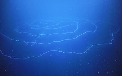 Scoperto un organismo marino da record, è lungo 45 metri
