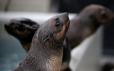 Le foche di Weddell producono vocalizzazioni ultrasoniche