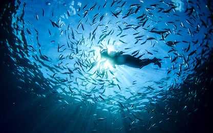 L'acidificazione degli oceani: cos'è e perché è pericolosa