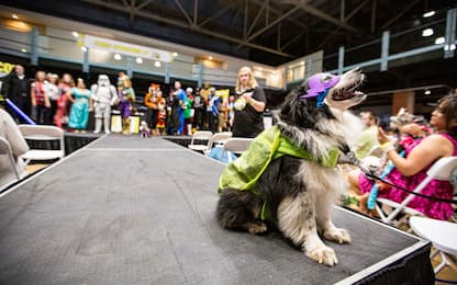 Pawmicon di San Diego: i cani diventano cosplayer. FOTO