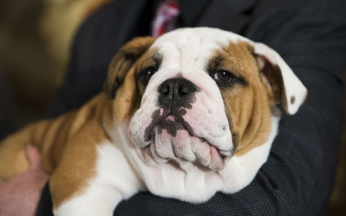 È bulldog-mania per i vip di tutto il mondo. FOTO