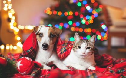 Natale 2019, arriva il calendario dell'avvento anche per cani e gatti