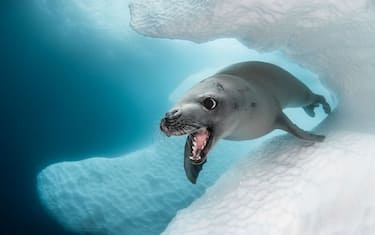 Cold_Water1_GREG_LECOEUR_CRABEATER_SEAL_HERO