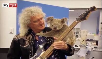 Australia, Brian May suona con un koala sulla spalla. VIDEO