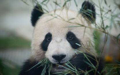 Cina, panda giganti festeggiano il primo compleanno 