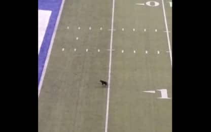 New Jersey, gatto nero fa irruzione durante una partita di NFL. VIDEO