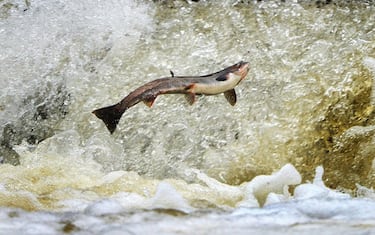 GettyImages-_Salmone