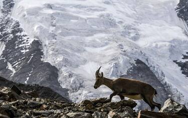 ghiacciai_alpi_getty